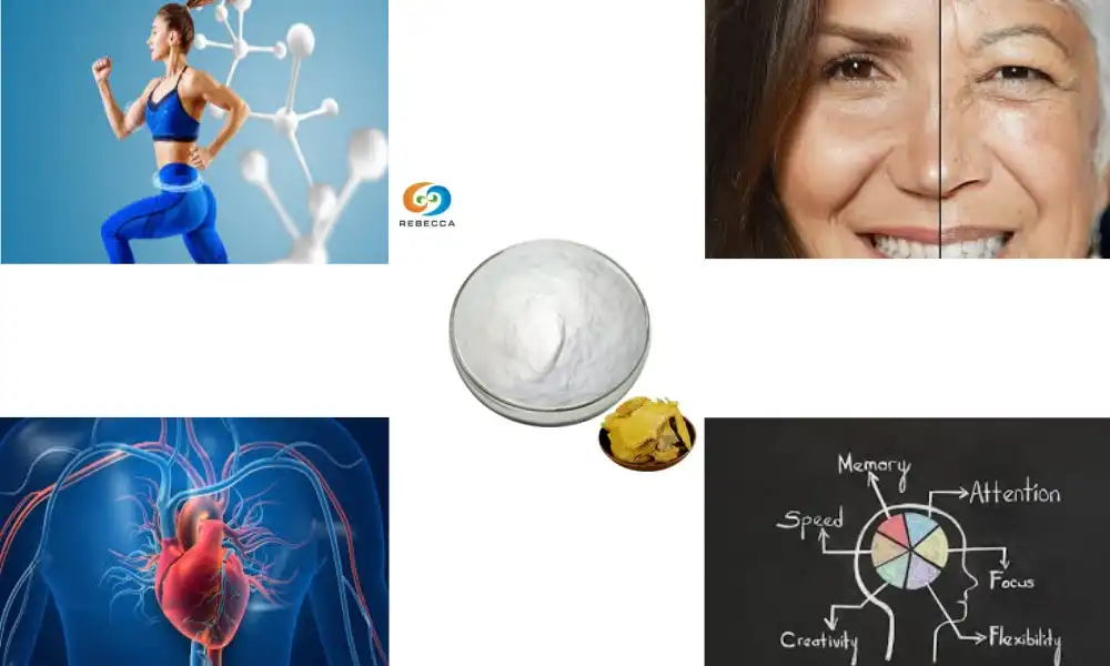 Is resveratrol anti-aging?